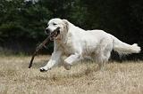GOLDEN RETRIEVER 741